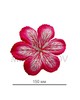 Пресс цветок гербера малиновая атлас E3