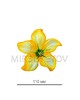 Пресс цветок лимонная кувшинка атлас E5