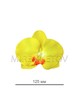 Орхидея бабочка лимонная