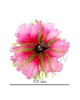 Хризантема розовая шелковая 105 мм