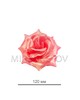 Роза атласная открытая нежно-розовая 69-2