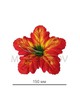 Пресс цветок красная с желтым лилия атлас E14
