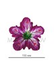 Пресс цветок фиолетовая лилия атлас E14