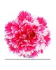 Искусственные цветы Хризантема, атлас, 140 мм