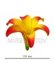 Лилия латексная желтая с красным, 150 мм, Latex002