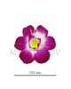 Пресс цветок мальва шелковая темно-сиреневая с белым, диаметр 120мм, 700 шт в упаковке