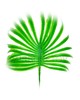 Лист пальми пластмасовий, світло-зелений, 400 мм