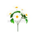 Искусственные цветы Букет Ромашки белой, 7 голов, 430 мм
