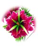 Штучні квіти Букет Нарцис різьблений, 6 голів, 450 мм