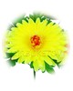 Штучні квіти Букет Гербери південної, 7 голів, 420 мм
