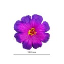 Искусственные Пресс цветы с тычинкой-сыпучкой Мальва, 140 мм