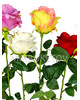 Штучні квіти Преміум троянда на ніжці, 710 мм