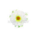 Штучні квіти Гербера, шовк, біла з міксом, 105 мм.