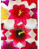 Пресс-цветок с тычинкой Лилия, бархат, микс, 100 мм