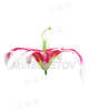 Цветок искусственной Лилии, шелк, 200 мм
