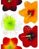 Пресс цветы с тычинкой Мальвы, бархат, микс, 130 мм