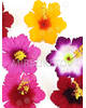 Пресс цветы с тычинкой Лилия резная, бархат, микс, 90 мм