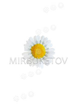 Штучні квіти Ромашка, біла, шовк, 65 мм