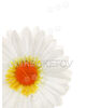 Искусственный цветок Герберы, белый, шелк, 90 мм