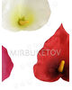 Штучні квіти Калла, атлас, мікс, 100x100 мм