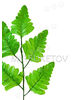 Ветка с листьями папоротника, 5 листьев, 360 мм