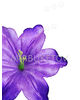 Прес квіти з тичинкою Гібіскус хвилястий, 110 мм