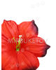 Искусственные Пресс цветы с тычинкой Лилия, 120 мм