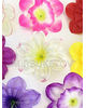 Искусственные Пресс цветы Нарцисс, атлас шелк, 210-230 мм