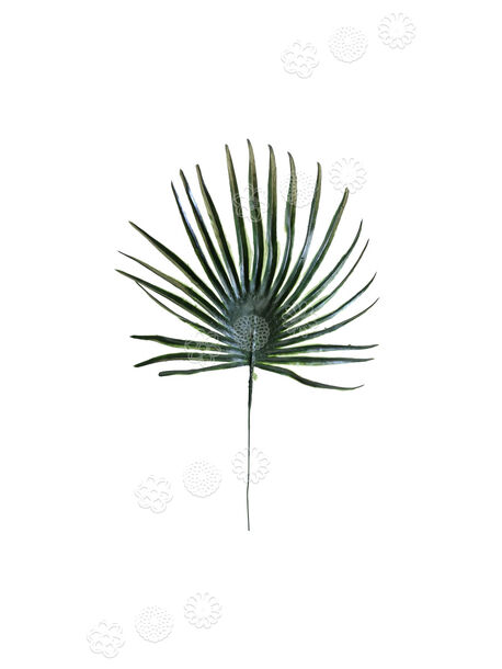 Цветок иск. Лист пальмы 55/75 см (зеленый)