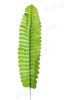 Лист папоротника одиночный, зеленый, 340 мм