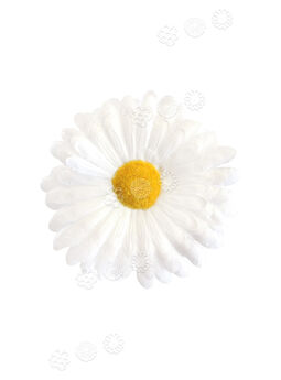 Штучні квіти Ромашки (Гербери), 5 пелюсток, біла, атлас, 120 мм
