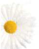 Искусственные цветы Ромашки (Герберы), 5 лепестков, атлас, 120 мм