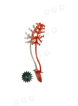 Тичинка для квітів "Антена", червона, 70 мм
