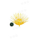 Тичинка для квітів, жовта, висота 60 мм, діаметр 60 мм