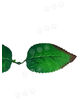 Штучний Лист на ніжку, 2 листи, зубчастий, зелений з коричневим краєм, 180 мм