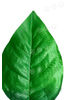 Искусственные листья Фикуса, текстильный, 180 мм