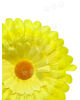 Штучні квіти Гербери, атлас, 115 мм