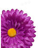 Искусственные цветы Герберы, белый, атлас, 115 мм