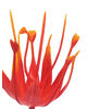 Тичинка для квітів "Вогонь", червона, висота 75 мм, діаметр 40 мм