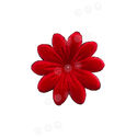 Штучні Прес квіти Піретрум, оксамит, червоний з чорним кантом, 140 мм