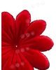 Искусственные Пресс цветы Пиретрум, бархат, красный с черным кантом, 140 мм