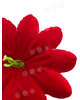 Штучні Прес квіти Піретрум з тичинкою, оксамит, 140 мм