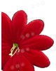 Искусственные Пресс цветы Пиретрум с тычинкой, бархат, красный с черным кантом, 140 мм
