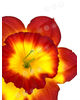 Штучні квіти Нарциса без тичинки, 150 мм