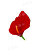 Штучні квіти Калла рельєфна без тичинки, червона з кантом, оксамит, 100x120 мм