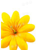 Искусственные Пресс цветы с тычинкой Пиретрум, шелк, 135 мм