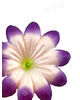 Штучні Прес квіти з тичинкою Піретрум, шовк, 135 мм
