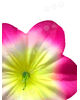 Искусственные Пресс цветы Петунии с тычинкой, микс, 135 мм