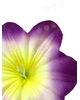 Штучні Прес квіти Петунії з тичинкою, мікс, 135 мм