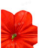 Штучні Прес квіти Петунії з тичинкою, мікс, 135 мм